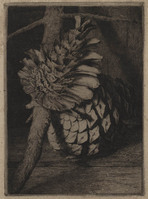 KG 18065
          <br/>
          Denneappel
          <br/>
          <em>Nachenius, Jan Coenraad (1890-1987)</em>